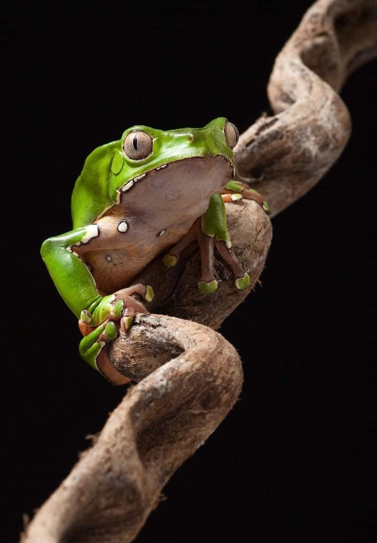 Phyllomedusa bicolor, the giant monkey frog